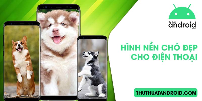 hình nền chó đẹp cho điện thoại