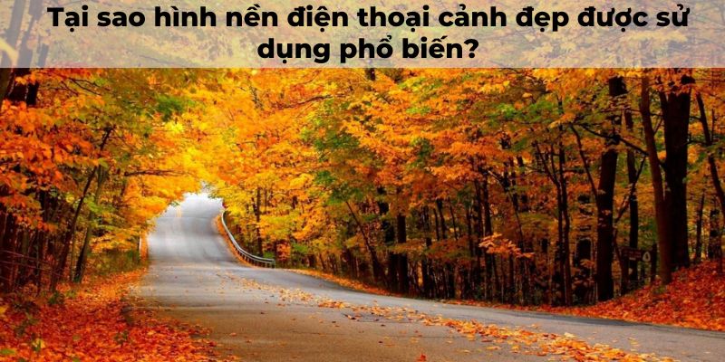 hình nền điện thoại cảnh đẹp