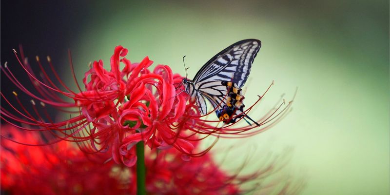 hình nền điện thoại hoa bỉ ngạn