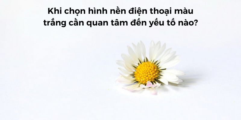 hình nền điện thoại màu trắng