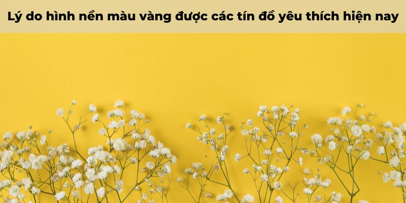 hình nền điện thoại màu vàng