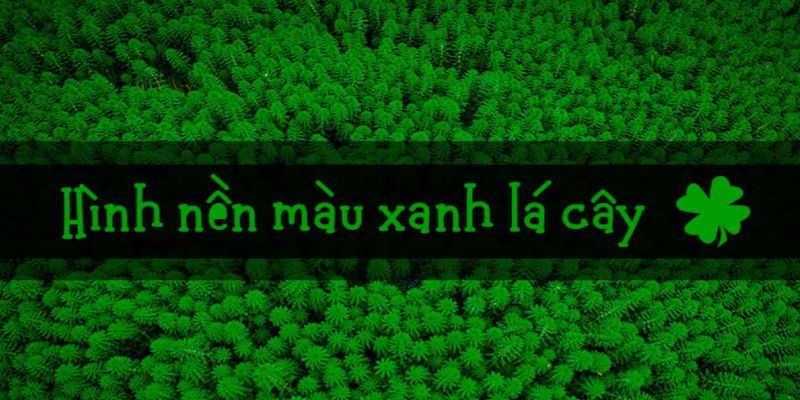 hình nền điện thoại màu xanh lá cây